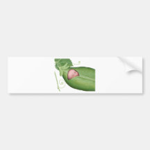 Pea Pod Baby Bumper Sticker