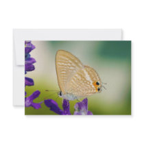 Peablue Lampides Boeticus Moth Butterfly Custom Invites