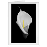 Peace Card