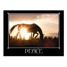 Peace Horse Postcard #3