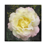 Peace Rose Magnet