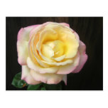 Peace Rose Notes Card Post Card