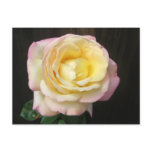 Peace Rose Postcard