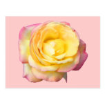 Peace Rose Postcard
