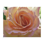 Peace Rose Wrapped Canvas Print