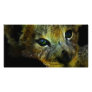 Peaceful baby lion customized photo card