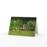 PEACEFUL cards
