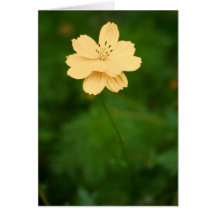 Peaceful Harmony Greeting Card