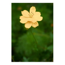 Peaceful Harmony Mini Print Business Card