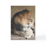 Peaceful holidays greeting cards
