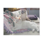 Peaceful kitties Postcard
