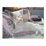 Peaceful kitties Postcard