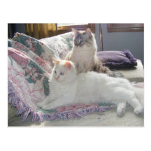 Peaceful kitties Postcard