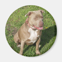 Peaceful Pitbull Fridge Magnet