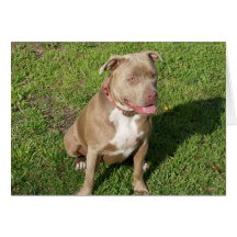 Peaceful Pitbull Greeting Cards