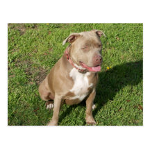 Peaceful Pitbull Post Card