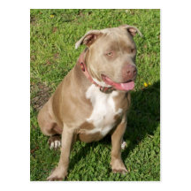 Peaceful Pitbull Post Cards