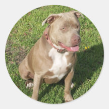 Peaceful Pitbull Round Stickers