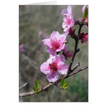 Peach Blossom Card