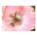 Peach Coloured Annual Poppy Post Cards