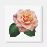 Peach-Coloured Rose Fridge Magnet