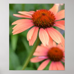 Peach Echinacea Flowers Poster posters
