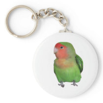 Peach-faced Lovebird