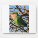 peach faced lovebird mousepads