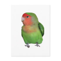 Peach-faced Lovebird