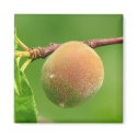 Peach Fuzz magnets