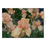 Peach Iris cards