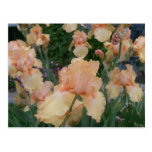 Peach Iris postcards
