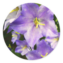 Peach-leaved Bellflower Round Sticker