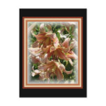 Peach Lillies postcards