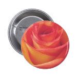 Peach Pink Rose Bloom Vintage Style Photograph