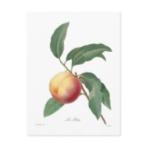Peach Postcard