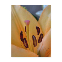 Peach Post Cards