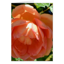 Peach Rose Greeting Cards