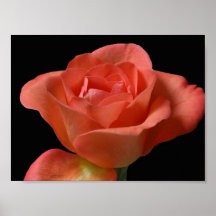 Peach Rose in dark background Posters