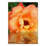 Peach Rose In Water Card