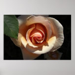 Peach Rose Large Posters & Prints