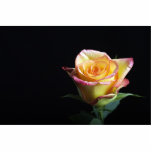 Peach Rose Acrylic Cut Outs