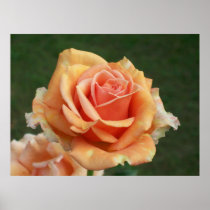 Peach Rose Poster