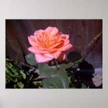 Peach Rose Print