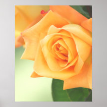 Peach Rose Poster- choose size