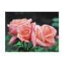 Peach Rose Trio Flower Photography Postcard