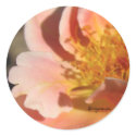Peach Sunset Rose Envelope Sticker Seal