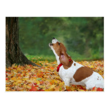 Peaches Postcard