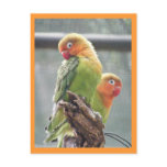 Peachface parrots post cards