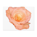 PeachRose copy postcards